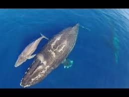 Humpback whales from aerial view